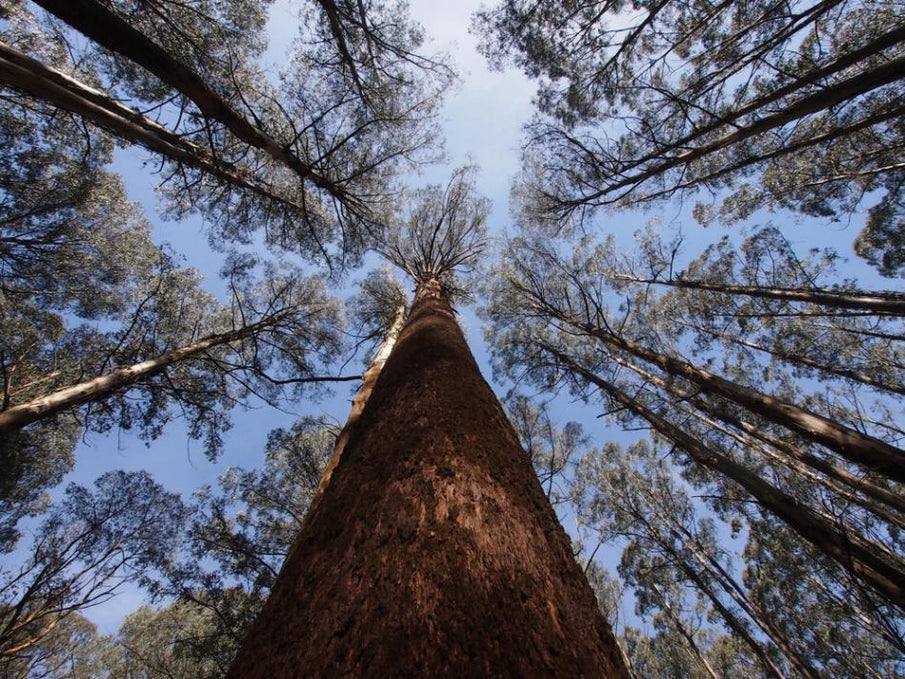 5 Surprising facts about eucalypts