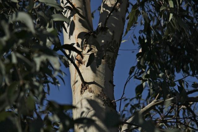 Eucalypts with super powers!
