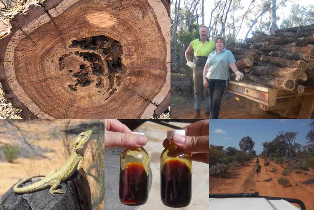 Our Growers: Meet Wild Wood Oils (White Cypress Oil)