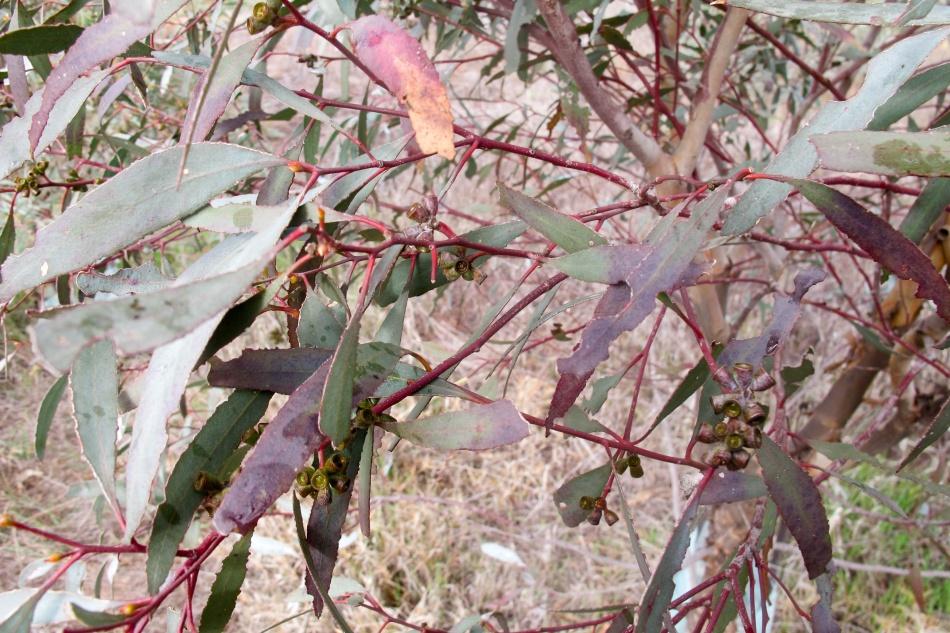 Fun facts about eucalyptus oil