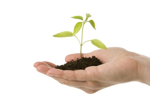 Your bottle of eucalyptus oil is helping save our planet… here's how