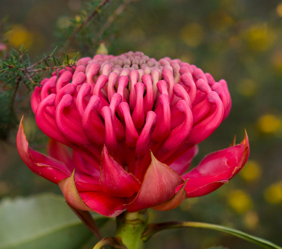 Australian Natives